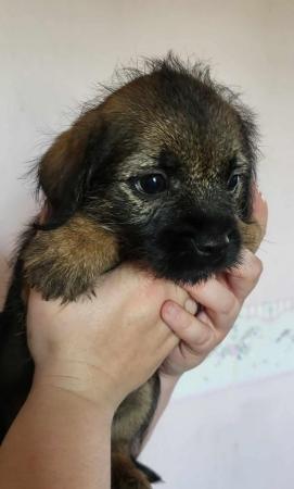 Image 13 of READY TO LEAVE KC registered Border Terrier Puppies