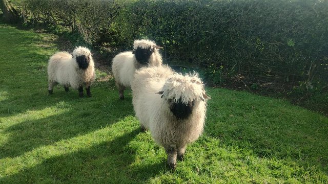 Image 2 of For Sale 14 month old Valias Gimmer Hogs