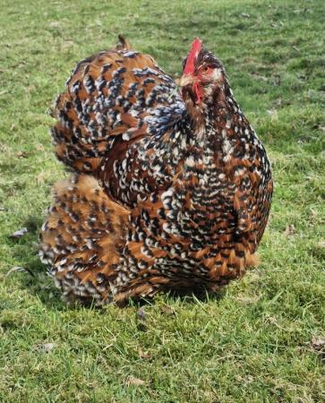 Image 2 of 23 colours of orpington hatching eggs