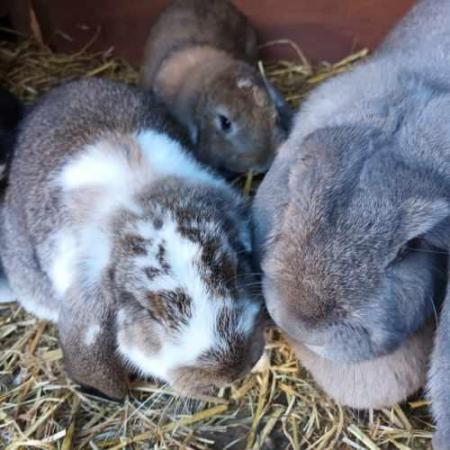Image 5 of Baby French Lop Female Rabbit