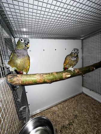 Image 5 of Breeding pair of maxi pionus parrots