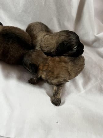 Image 6 of Lhasa apso cross Pomeranian puppies