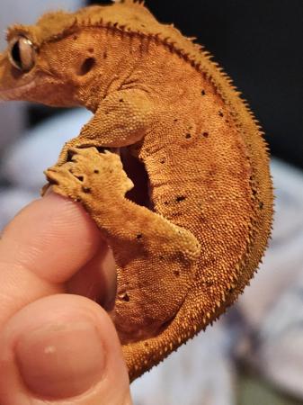 Image 2 of Red phantom bicolour dal crested gecko with red spots