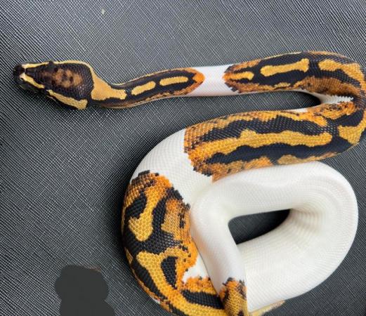Image 5 of Pied yellow belly ball python male pumpkin pied royal