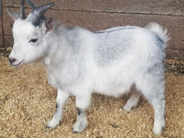 Image 2 of Stunning Pygmy Billy Goat for Sale