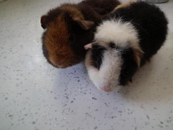 Image 1 of Guinea Pigs(ON HOLD)Teddies By Name.Teddies By Nature.