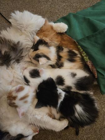 Image 6 of Beautiful , friendly kittens