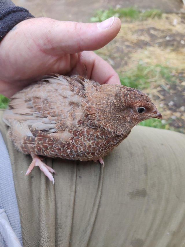 Preview of the first image of Celadon Quail (1 day old to POL).