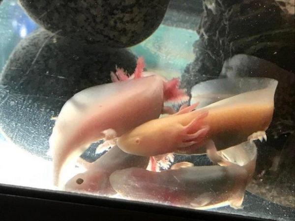 Image 6 of X1 AXOLOTL, Wild available only, very heathy, 1 year old now
