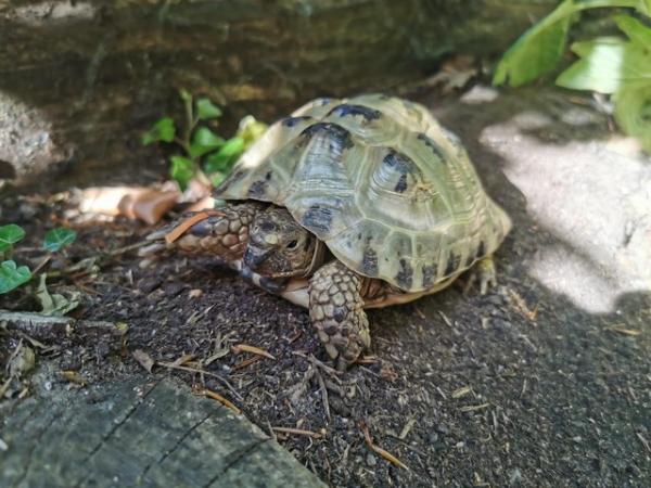 Image 1 of Tortoise rehoming nationwide