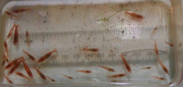 Image 1 of Twenty five red cherry shrimps, for tropical fish tanks.
