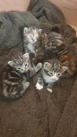 Image 2 of Kittens for sale currently 4 weeks old.