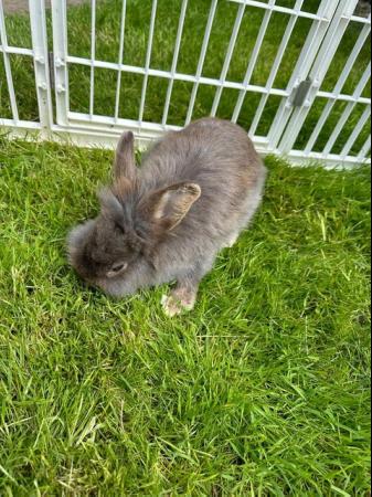 Image 5 of Pretty friendly Lionhead rabbit looking for 5* home.