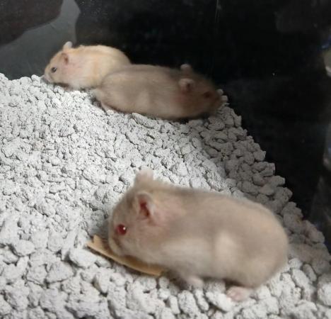 Image 28 of Baby Campbell's Hamsters