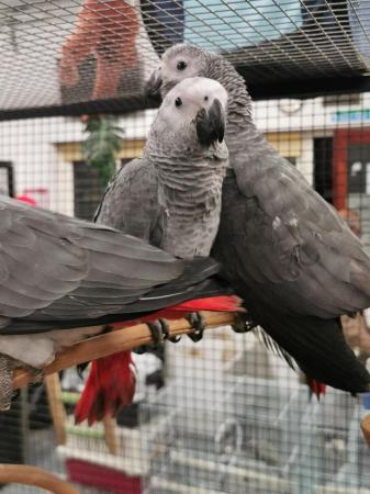 Image 4 of Stunning super friendly african grey with CITIES paperwork