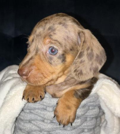 Image 10 of KC Registered Miniature Dachshund puppies.