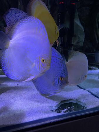 Image 6 of Chens discus all large ones ( some free )