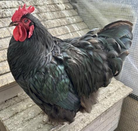 Image 1 of Black Orpington Rooster for sale