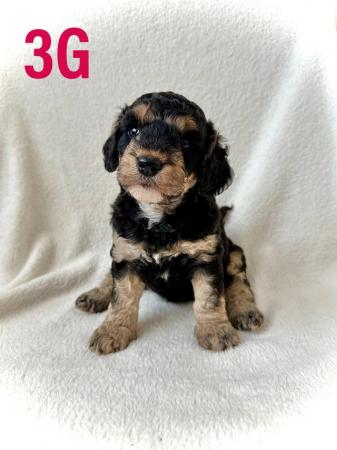 Image 14 of F2 Cockapoo Puppies Pra & Fn Clear  REDUCED