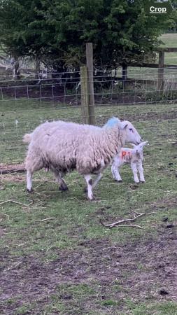 Image 2 of ewes and lambs for sale