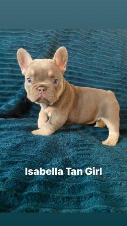 Image 2 of Isabella tan pied blanket fawn new shade french bulldog gir