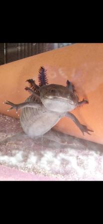 Image 3 of 2 x 18 month old axolotl for sale