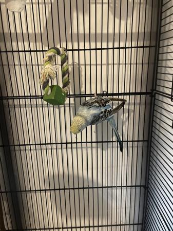 Image 6 of Two budgies with cage!!!