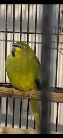 Image 4 of Splendid parakeets for sale