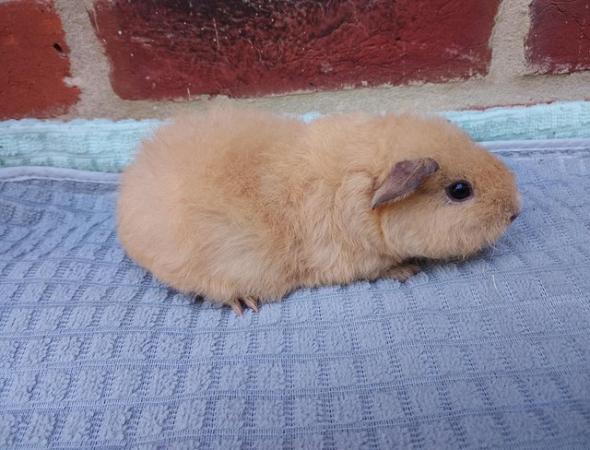Image 1 of Guinea Pigs, Two Pure Rex sows ( female)