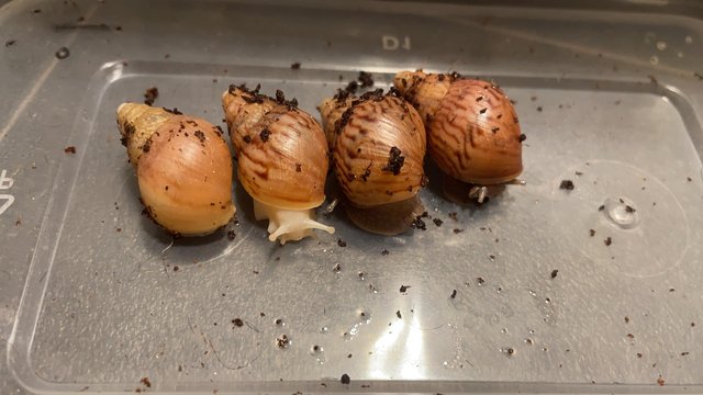 Image 2 of Giant African land snails