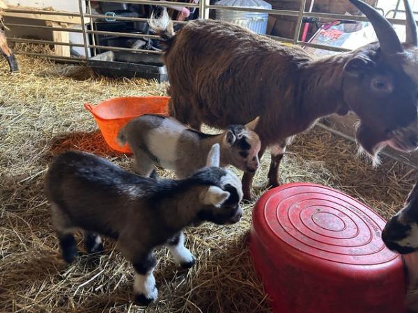 Image 3 of Nanny and kids Pygmy goats