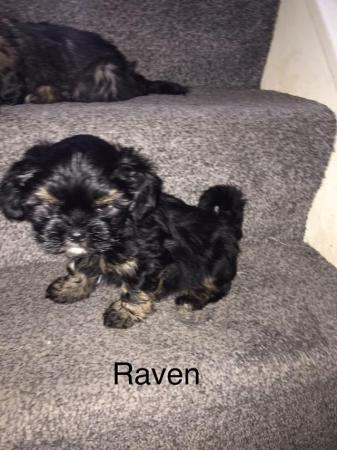 Image 6 of 2 beautiful male shih tzu left £500 ready now 9 week old