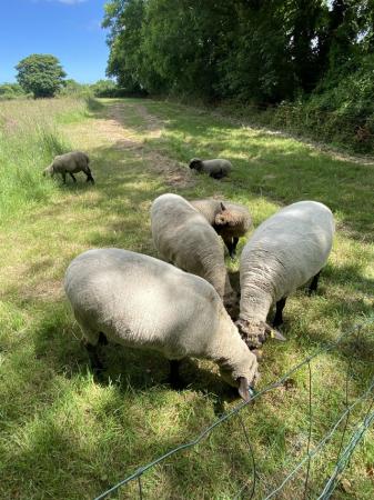 Image 2 of Shropshire ewe lambs and shearling.