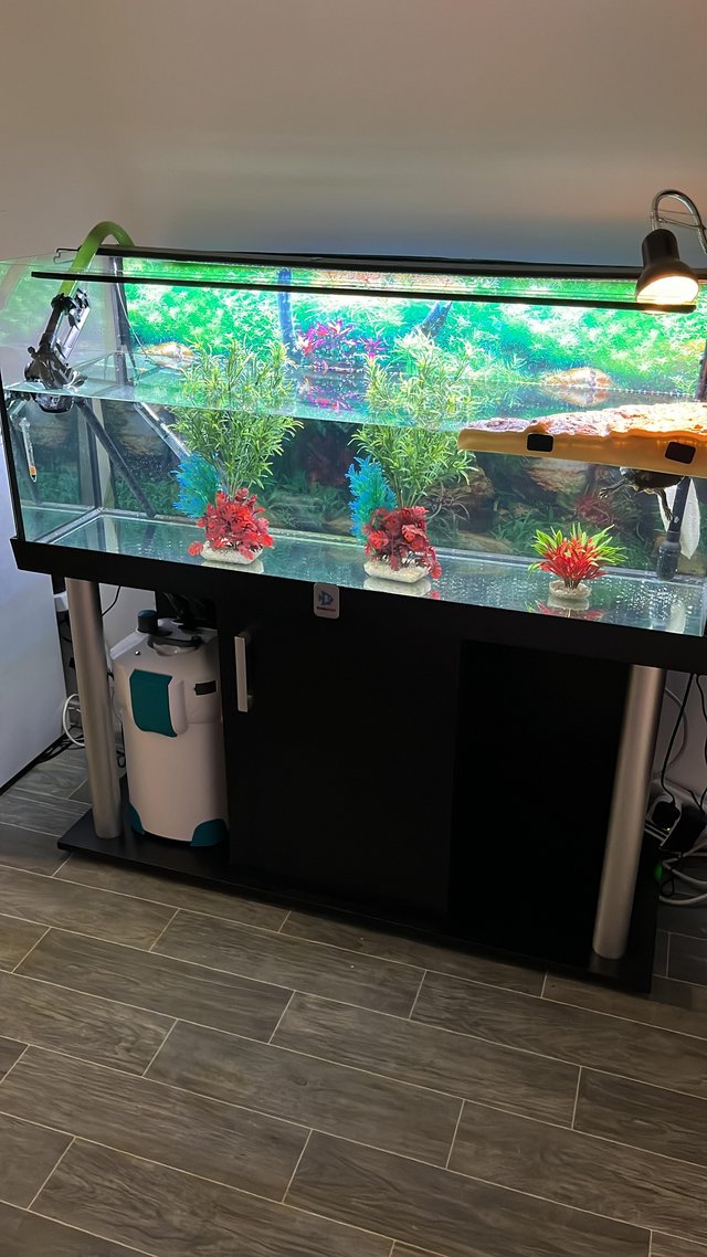 Preview of the first image of 1 year old river cooter turtle complete set up.