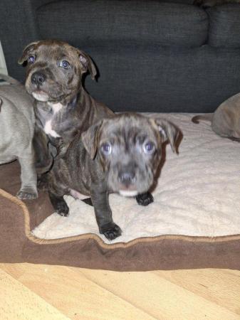 Image 14 of Gorgeous microchiped and vaccined pups staffie All SOLD