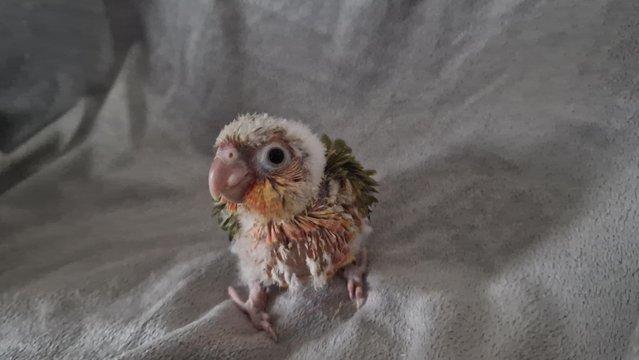 Image 7 of Adorable fully hand reared conure baby's