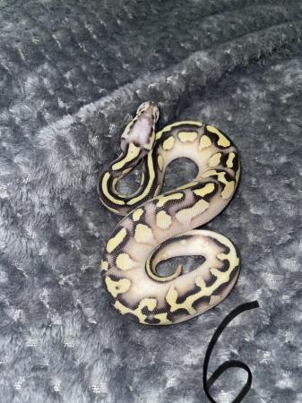 Image 5 of Unsexed ball python for sale
