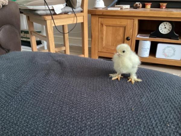Image 2 of Pekin and frizzle chicks