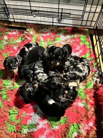 Image 4 of READY NOWMidi dachshund puppies