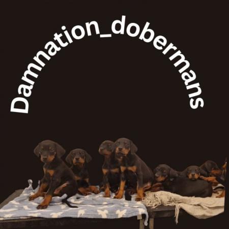 Image 10 of Damnation_dobermans puppies for sale