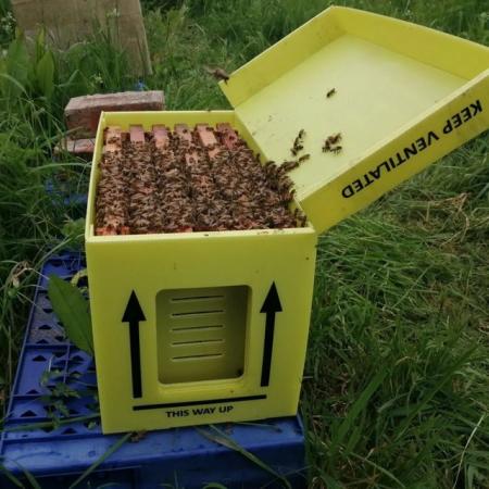 Image 2 of Nuc 6 frames of bees ,Buckfast bread