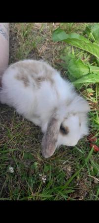 Image 6 of Lionhead with mini lop, 9 weeks old beautiful friendly baby