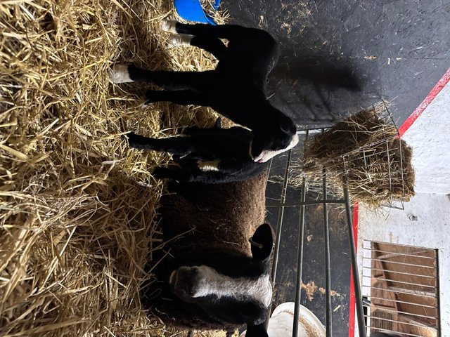 Preview of the first image of Pedigree zwartble ewe lamb.