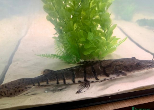 Tiger Shovelnose Catfish — photo 3 of 4