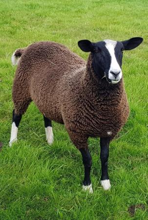 Image 2 of Unregistered Zwartble lambs