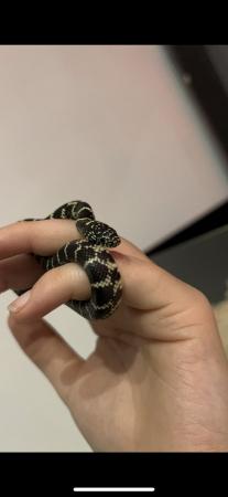 Image 2 of Florida king snake unsexed comes with Vic