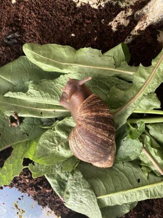 Image 2 of About year old African snail