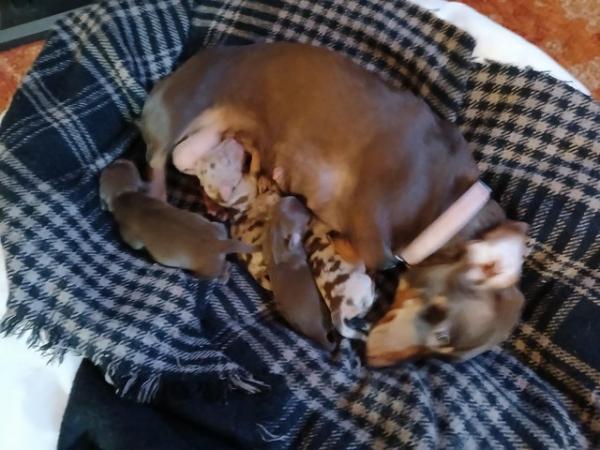 Image 6 of 4 beautiful Dachshund pups