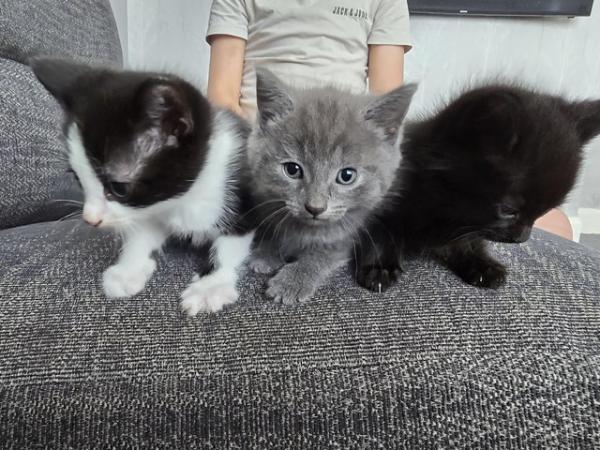 Image 7 of Kittens Ready in 2 Weeks (only black and white and black lef