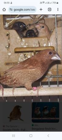 Image 2 of WANTED Female bengalese FOR SALE male owl finch